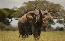 TANZANIA WILDLIFE ADVENTURES8