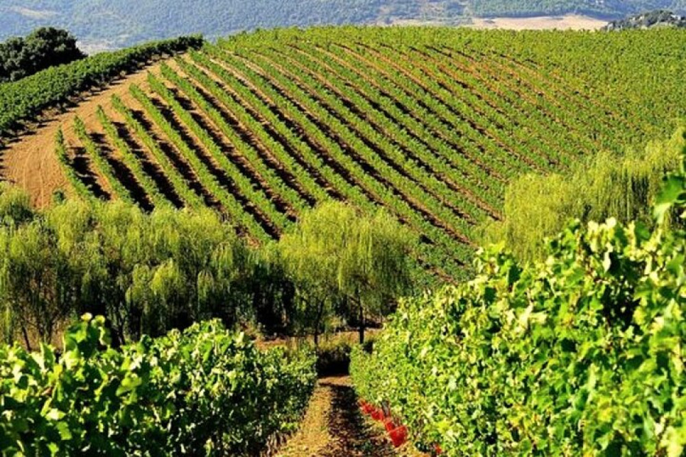 Small Group Organic Wine Tasting & Cellar Tour in Palermo Countryside