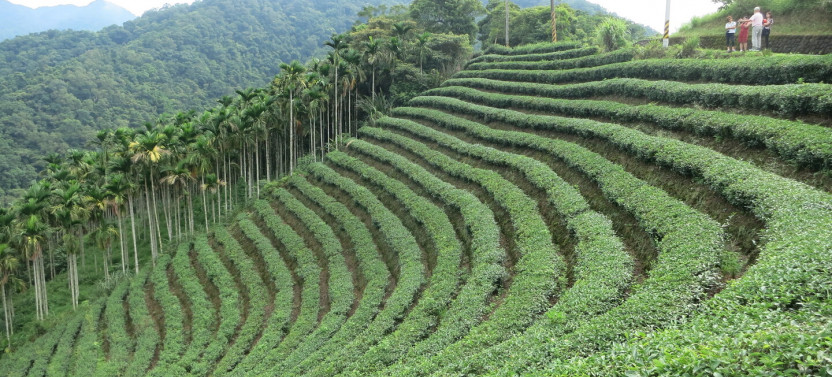 Thousand Island Lake & Pinglin Tea Plantation from Taipei