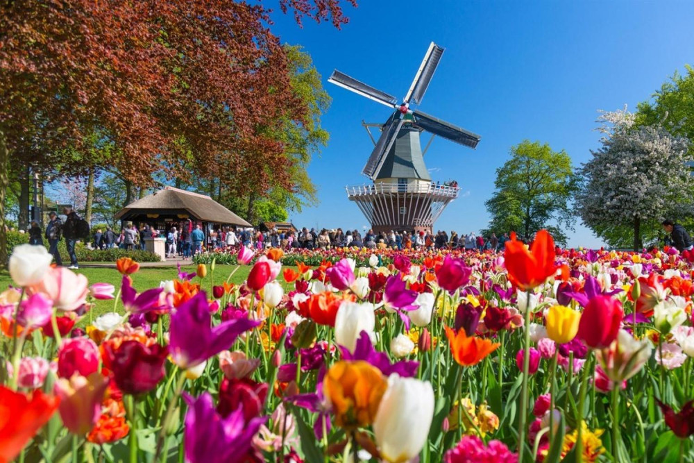 Keukenhof & Tulip Farm Visit, and Windmill Cruise