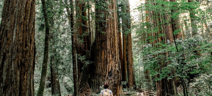 Muir Woods & Sausalito: Private Day Trip from San Francisco