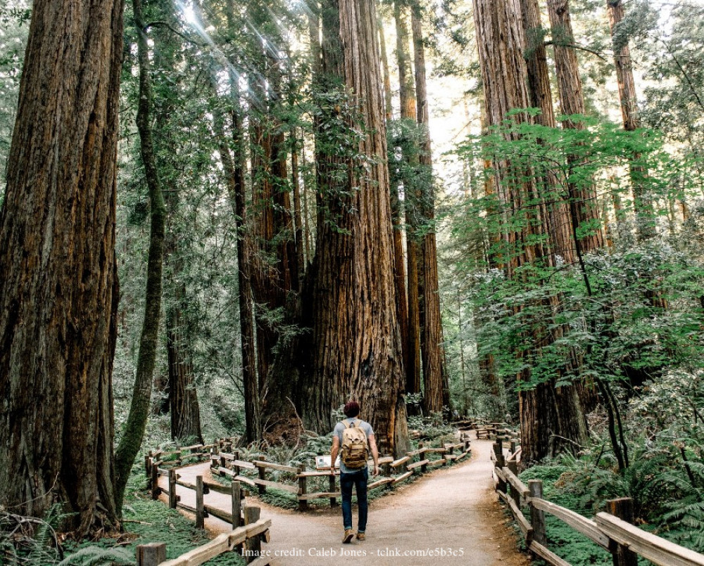 Muir Woods & Sausalito: Private Day Trip from San Francisco