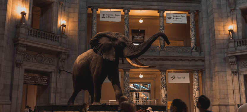 Two Smithsonian Museums: American & Natural History Private Tour