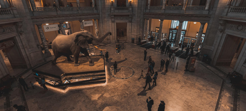 Two Smithsonian Museums: American & Natural History Private Tour