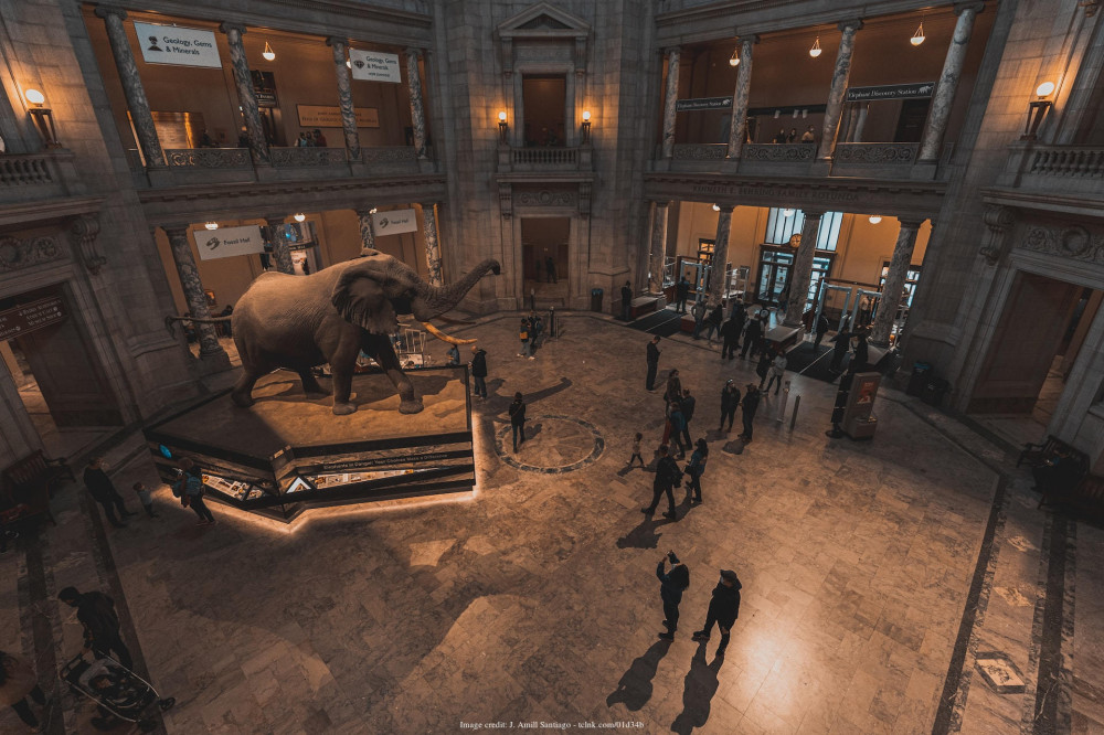 Two Smithsonian Museums: American & Natural History Private Tour