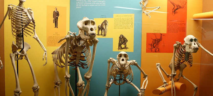 Two Smithsonian Museums: American & Natural History Private Tour