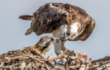 Florida Island Tours Co2