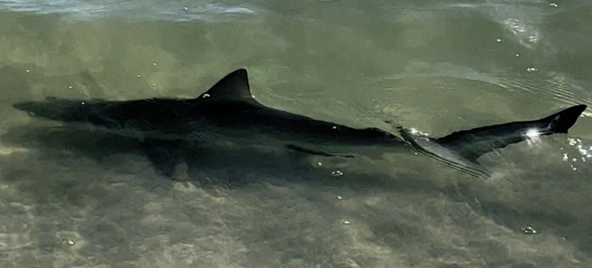 Island Paradise: Dolphin, Shelling, and Birding Eco Boat Tour