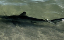 Florida Island Tours Co3