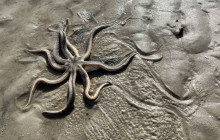 Florida Island Tours Co5