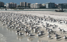 Florida Island Tours Co7
