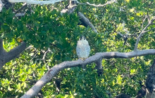 Florida Island Tours Co9