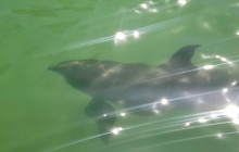 Florida Island Tours Co11