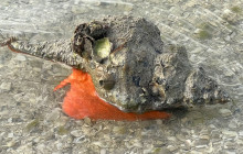 Florida Island Tours Co12