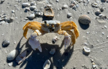 Florida Island Tours Co13