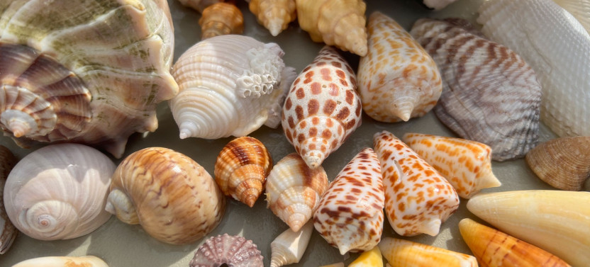 Private or Group: Barrier Island Shelling Tour