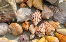 Florida Island Tours Co4