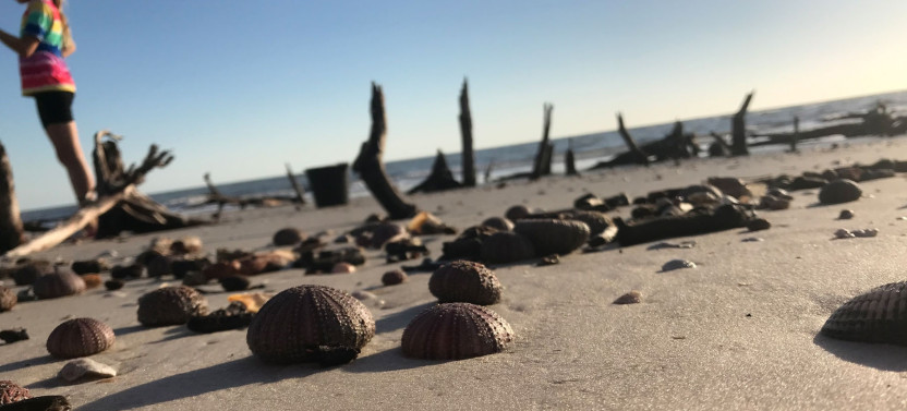 Private or Group: Barrier Island Shelling Tour