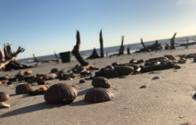 Florida Island Tours Co4