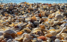 Florida Island Tours Co5