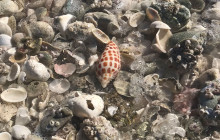 Florida Island Tours Co7