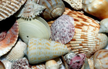 Florida Island Tours Co9