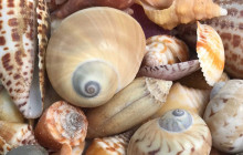 Florida Island Tours Co11