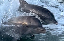 Florida Island Tours Co4