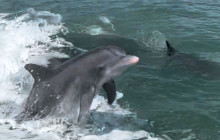 Florida Island Tours Co8