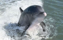 Florida Island Tours Co12