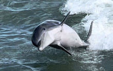 Florida Island Tours Co14