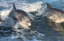 Florida Island Tours Co15