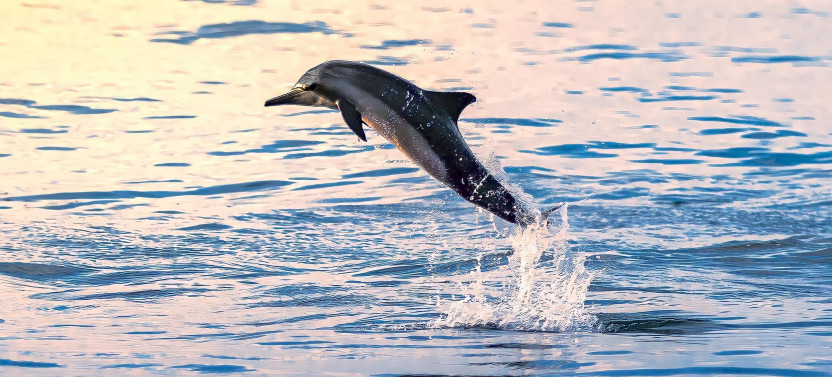 Dolphin Watching in Muscat