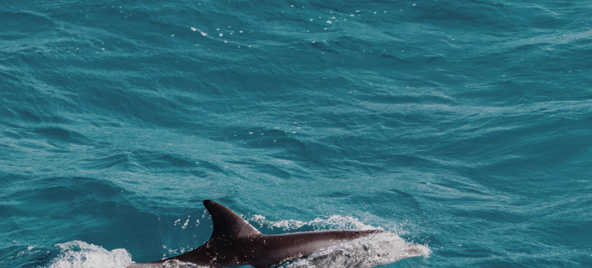 Dolphin Watching in Muscat