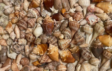 Florida Island Tours Co4