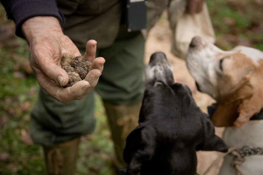 Truffle Hunting & Lunch From Siracusa Private Tour