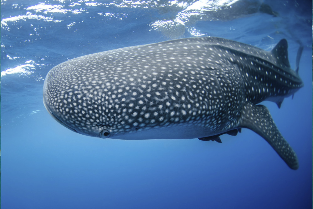 All Inclusive  Full Day Whale Shark Snorkeling Charter - 58ft Azimut Yacht