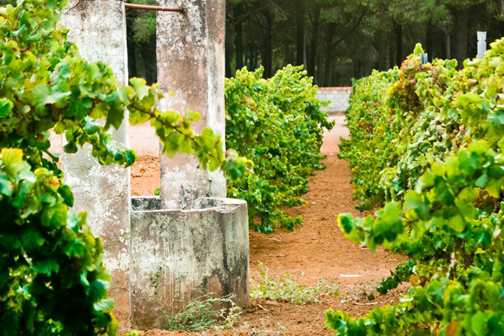 Guided Winery Tour & Tasting in Chiclana de la Frontera