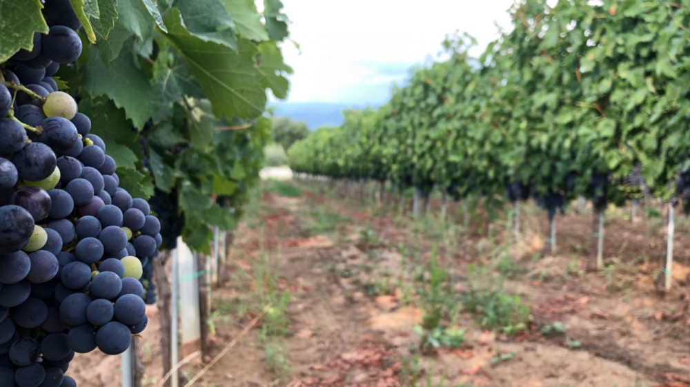 Frascati Wine Road from Rome: Tasting & Lunch