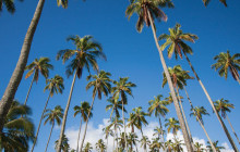 Roberts Hawaii2