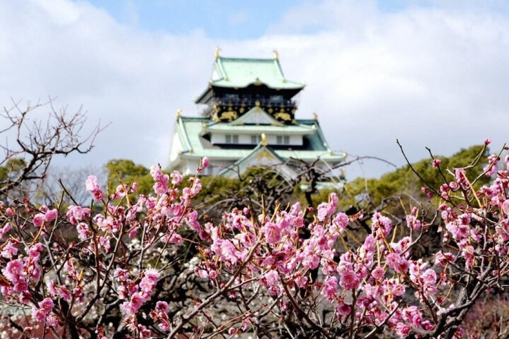 Personalized Private Osaka Cherry Blossom Tour With A Local