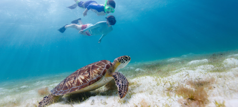 Private Tour: North Shore Tour- Swim with Turtles