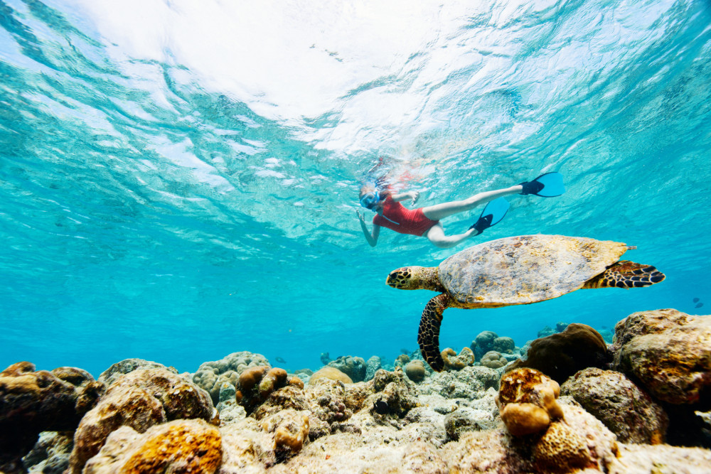Private Tour: North Shore Tour- Swim with Turtles