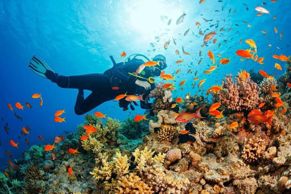 Snorkeling and Diving in the Cham Islands from Da Nang or Hoi An