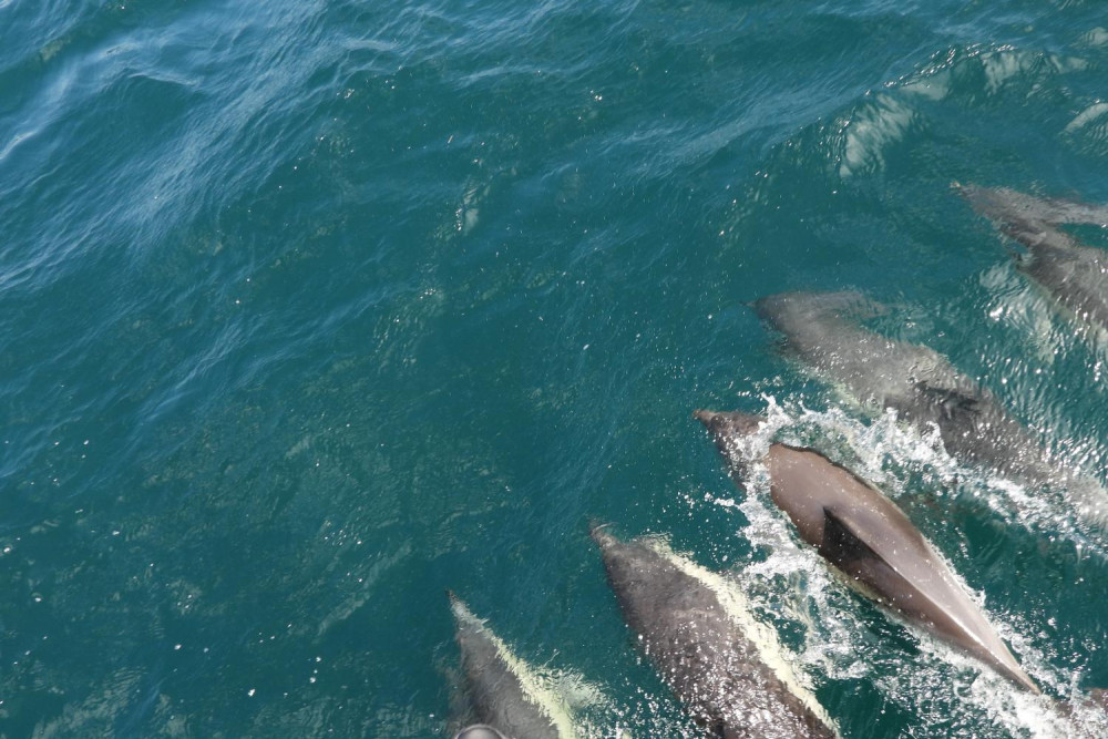 Dolphin Watching Tour in Gibraltar from Cadiz