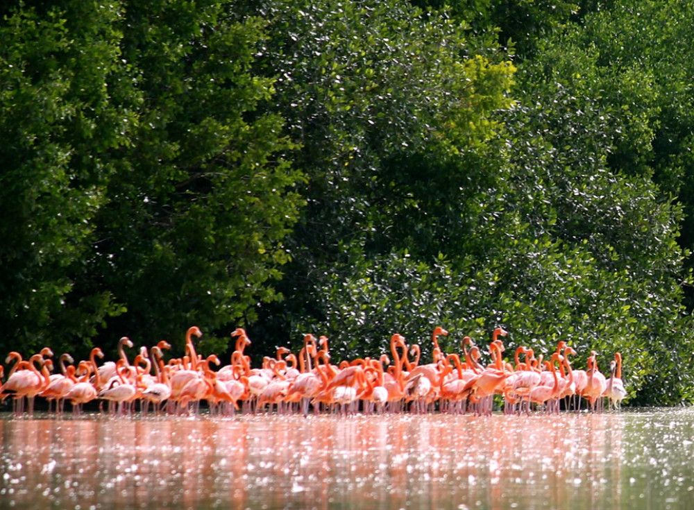 Celestun flamingo watching and beach private tour