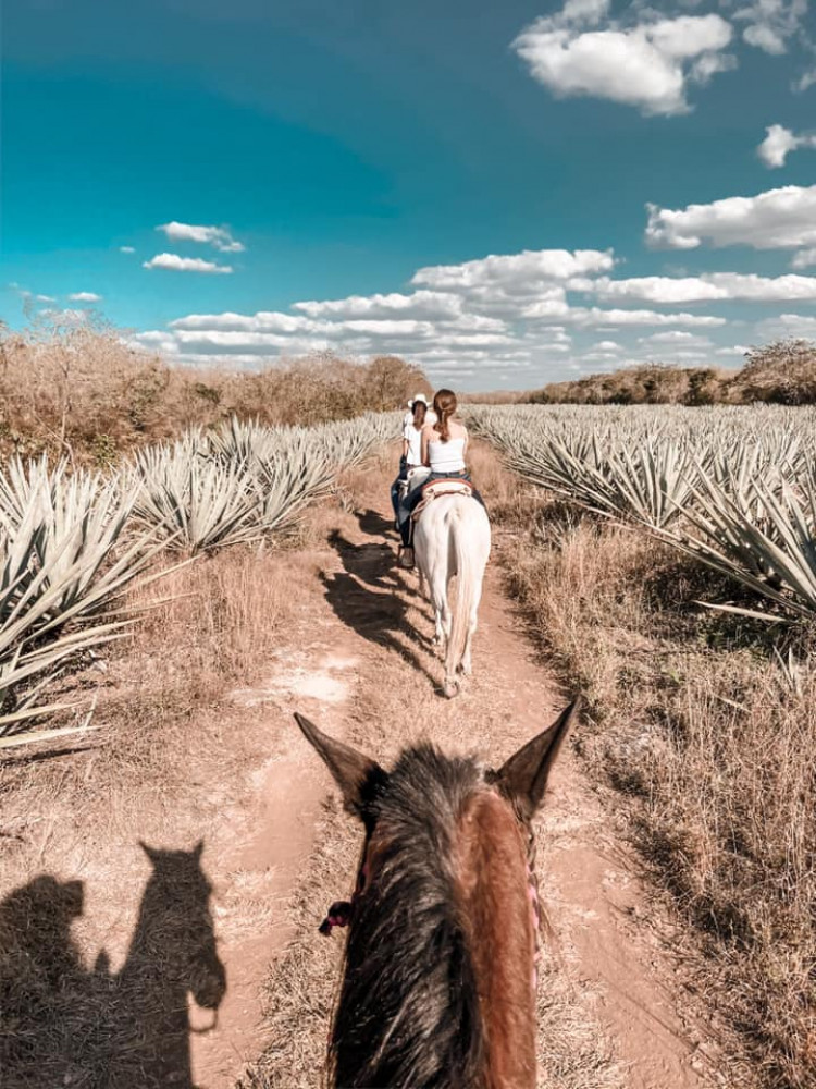 Ride in a Henequenera Hacienda