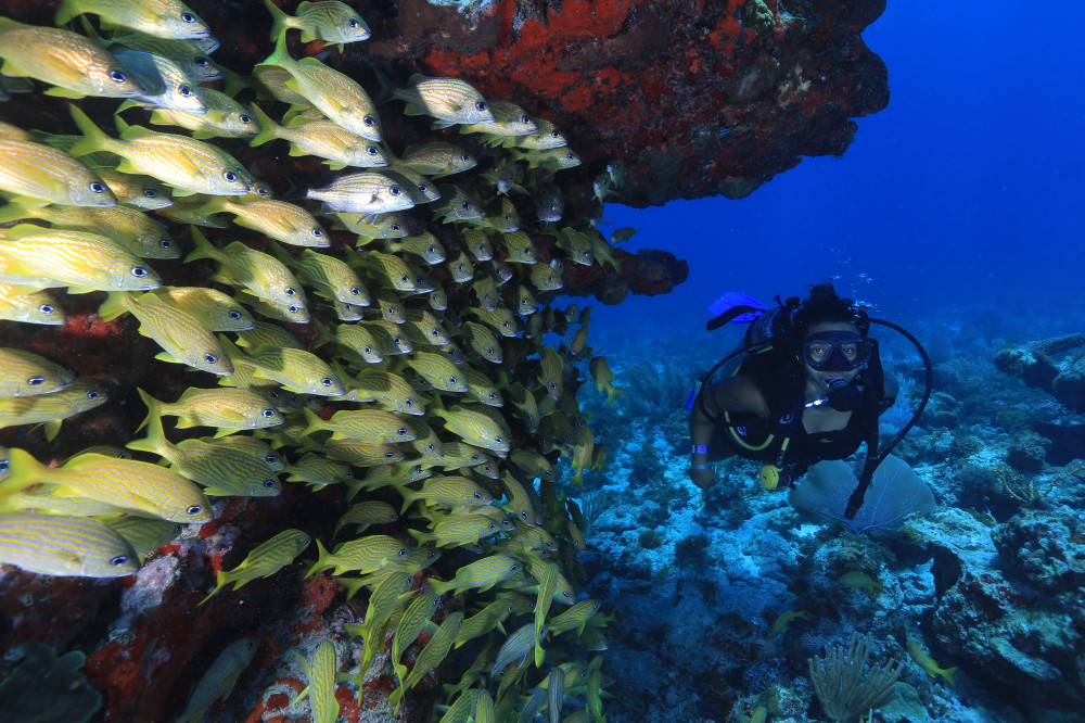 diving for beginners cancun