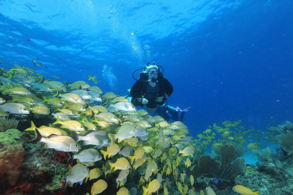 Punta Cancun Reefs For Certified Divers In Cancun