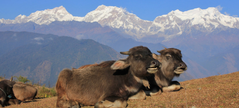 Private 17 Day Trek: Manaslu Circuit Trek - Mountain-capped High Route